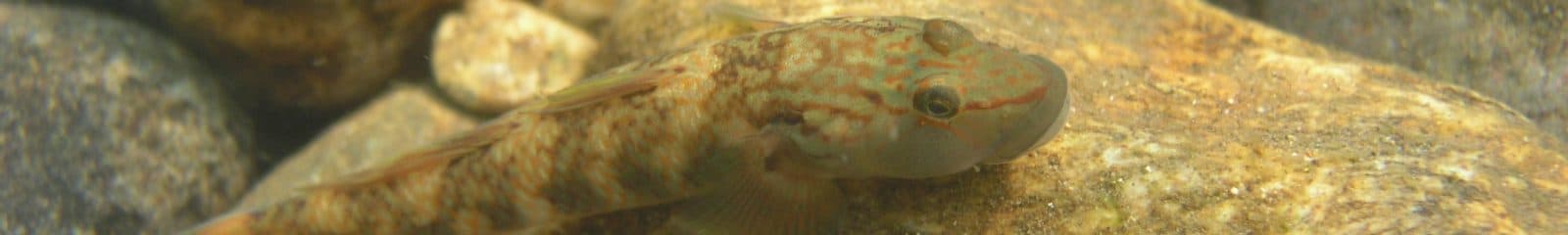 クロダハゼ類