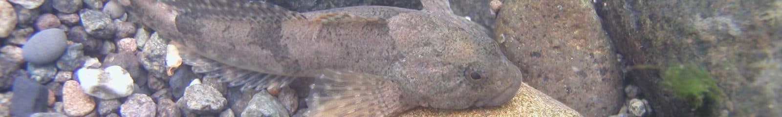 ハナカジカ