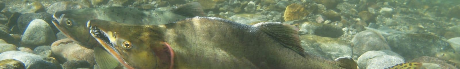 カラフトマス