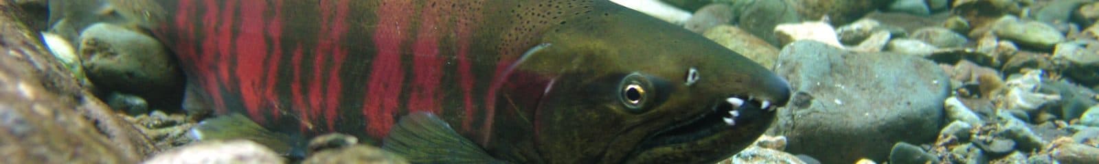 サクラマス